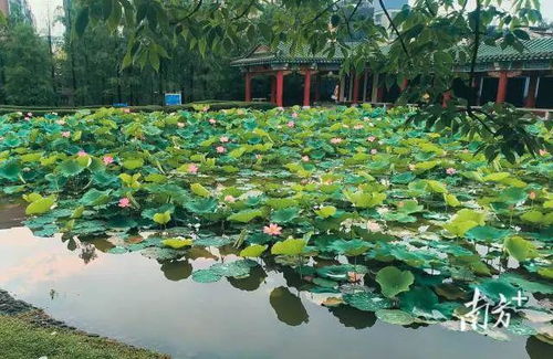 走 周末一起賞荷去