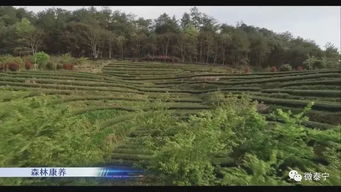 泰寧 做好生態文章 推進綠色發展