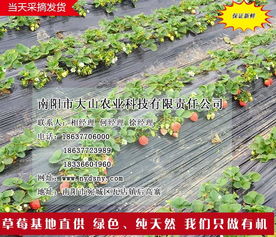 南陽草莓園 大山生態園過年吃草莓 南陽草莓園草莓苗